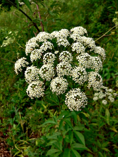 {Cicuta maculata}